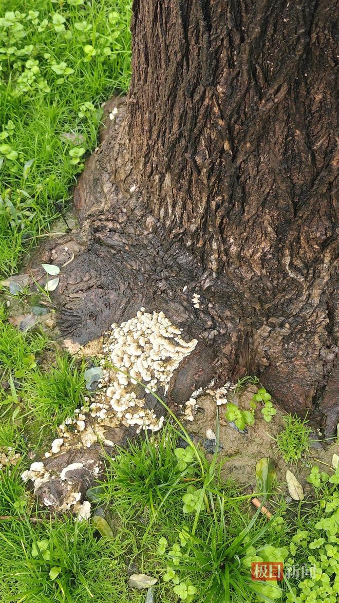 蘑菇大雁塔受潮城墙布满青苔气象局解释成因麻将胡了网址西安连续