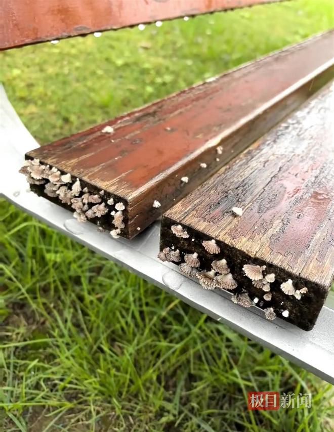 蘑菇大雁塔受潮城墙布满青苔气象局解释成因麻将胡了网址西安连续一个多月降雨遍地长(图4)